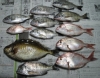 まぁよく釣れたこと