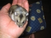 ハムちゃんです