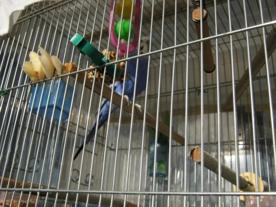 セキセイインコのブルちゃん