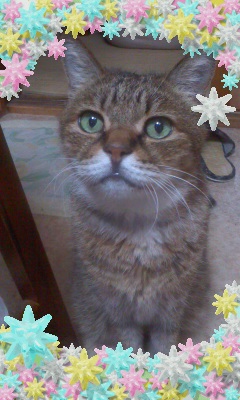 mr.leon