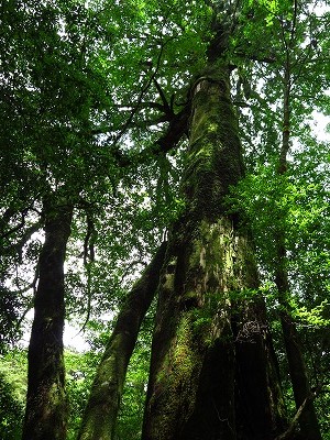 屋久島2014 (1)