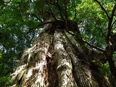 屋久島2014 (1)
