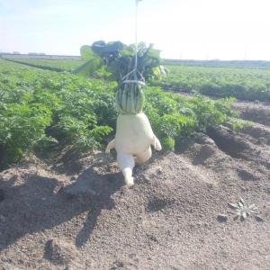 A6Ho_feCQAAZAyK_convert_20121030141219ƨ¤²¤ëÂ纬£².jpg