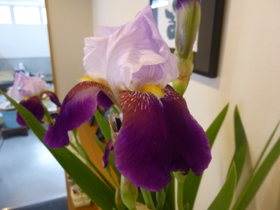 P1030593.JPG