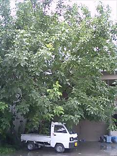 20060710_80418.jpg