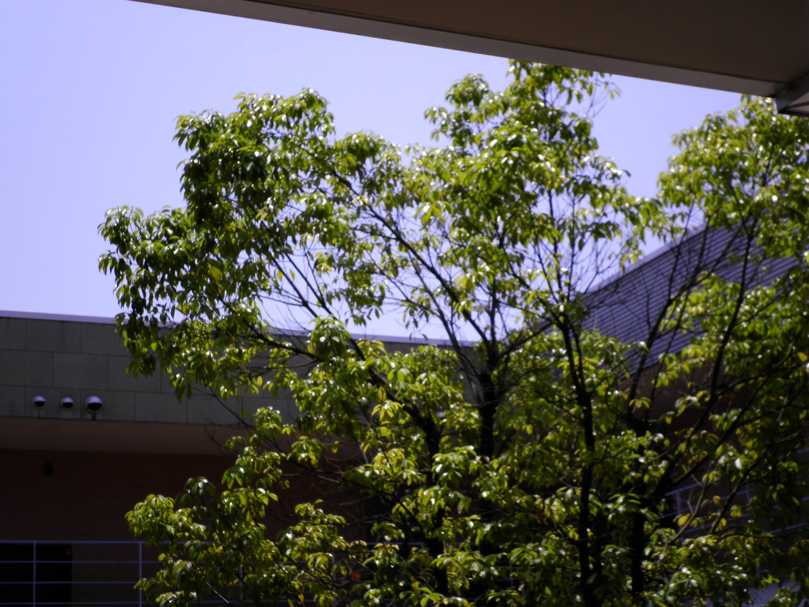 SANY0668.JPG