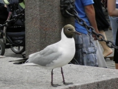 SANY0821.JPG