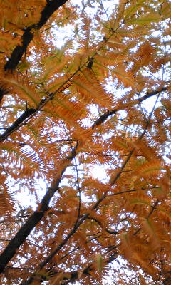 Image031.jpg