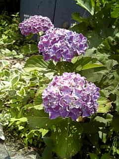 Image220.jpg