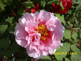 IMG_6790.jpg
