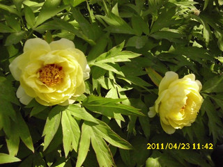 IMG_1908.jpg