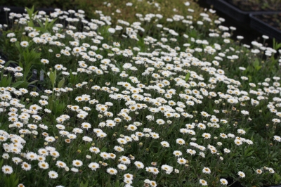 6月の山野草 | 岩崎園芸 スタッフブログ