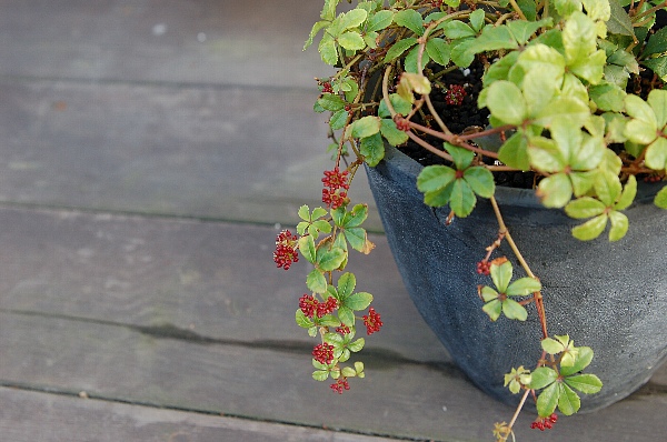 可愛らしい観葉植物 シュガーバインでインテリアを楽しみましょう