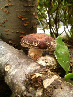 2008101108100000.jpg