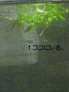 2009022022360000.jpg