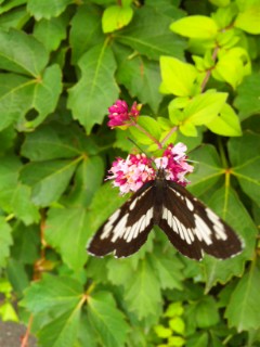 DVC00205.jpg