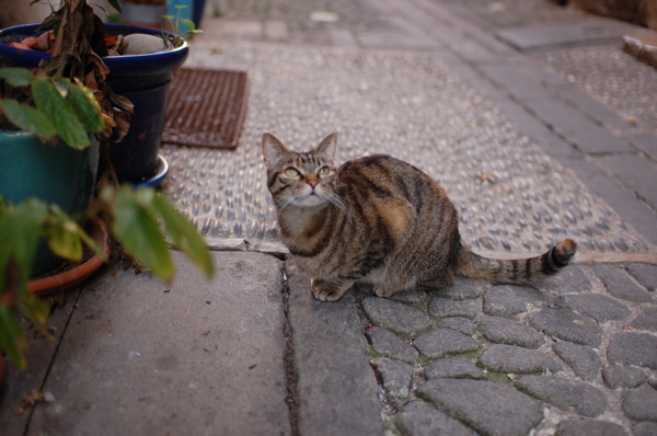 ねこ