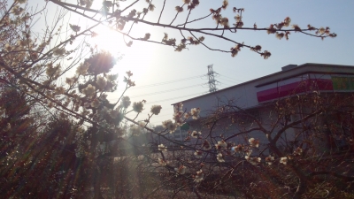 梅