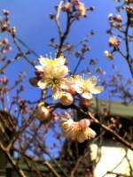 一足お先に咲きました・・・