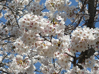 入学を祝福する満開のサクラ