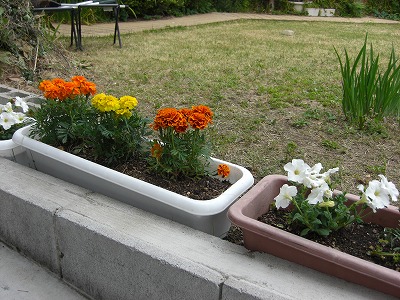 芝生を刈って、花を植えました・・・