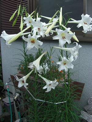 教室前のユリの花・・・満開です