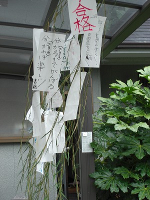 今年も 七夕