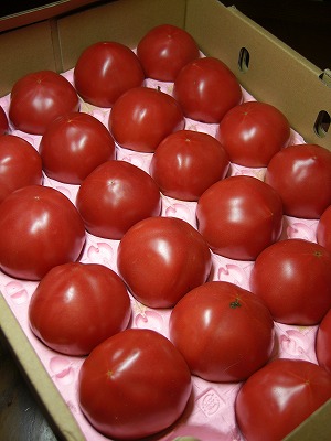 真っ赤なトマト〜〜丸かじりしたら美味しいだろうなww