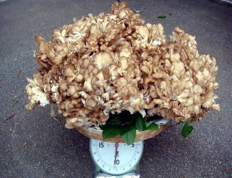 image1.jpeg