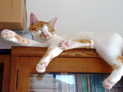 あずき1