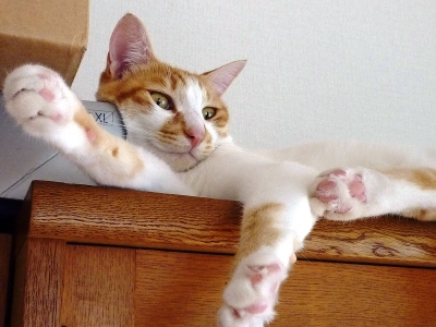 あずき2