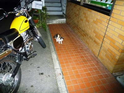 野良ネコ1