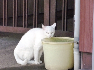 野良ネコ2