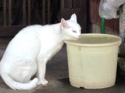野良ネコ3