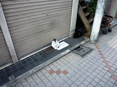 野良ネコ5