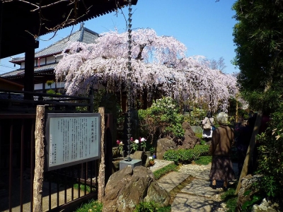 玉蔵院の桜1