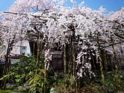 玉蔵院の桜2