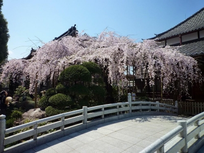 玉蔵院の桜3