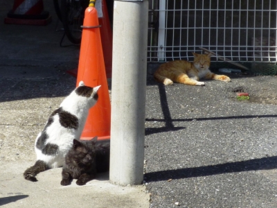 近所の猫達