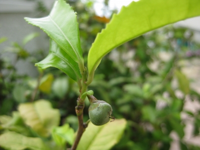お茶の葉