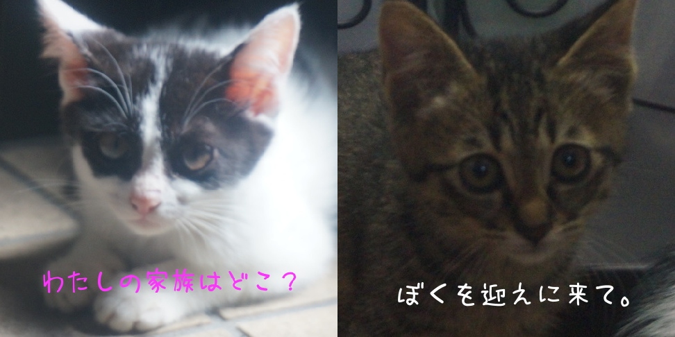 WhiteCat:里親探しのお手伝い