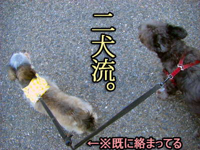 二犬流。