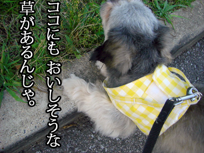 また草を食う