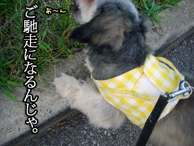 ゴチになるいぬ