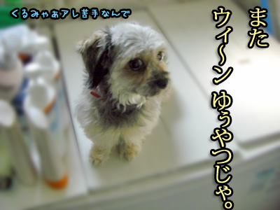 またウィーンされる