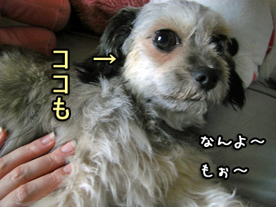 両方とも