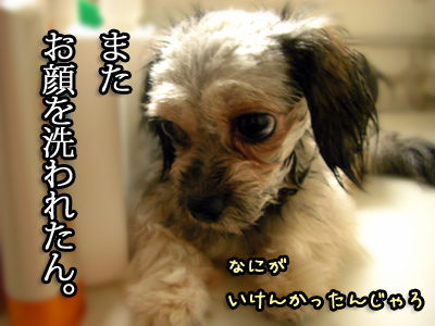 二日連続で洗われるいぬ