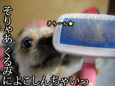ブラッシングは好き