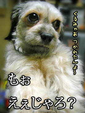 ちょっと確認写真