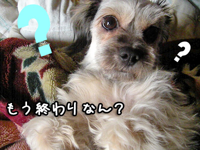 催促するいぬ1